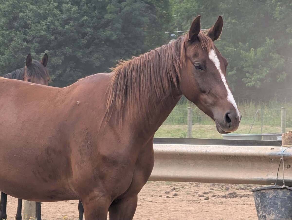 Keahi, 6yo American Saddlebred mare, 15.0hh