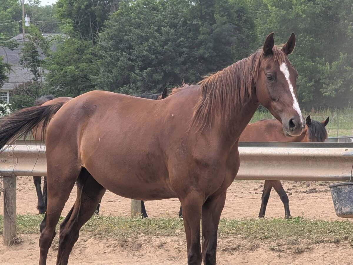 Keahi, 6yo American Saddlebred mare, 15.0hh