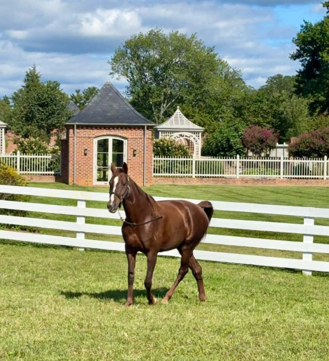 Keahi, 6yo American Saddlebred mare, 15.0hh
