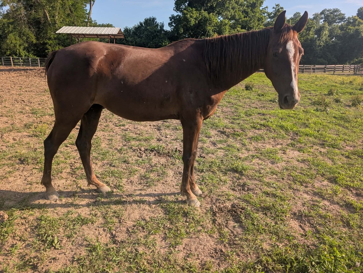 Keahi, 6yo American Saddlebred mare, 15.0hh