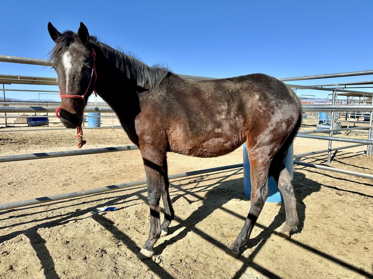 Sweetie, 3yo Standardbred filly, 14.0hh