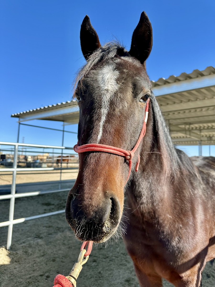 Sweetie, 3yo Standardbred filly, 14.0hh