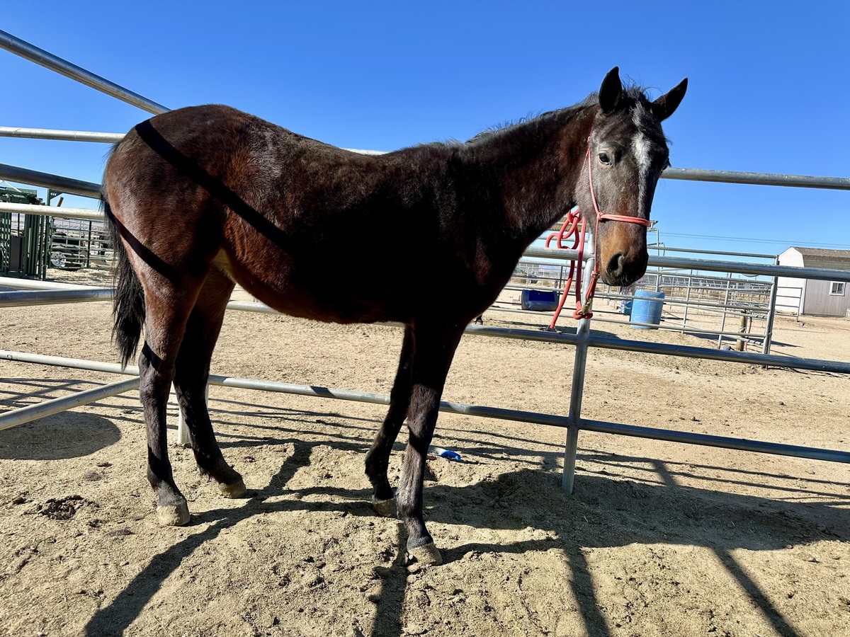 Sweetie, 3yo Standardbred filly, 14.0hh