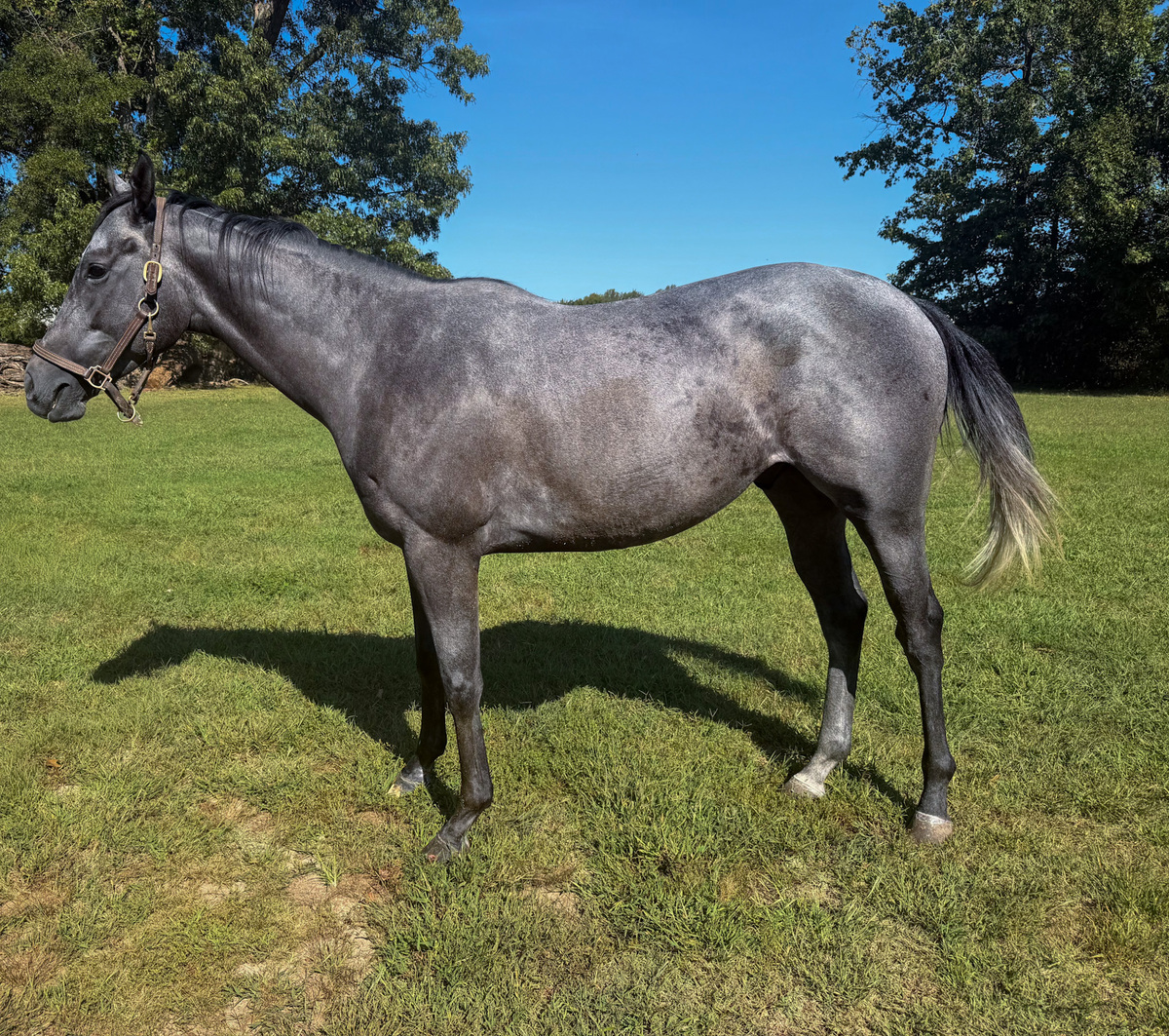 Pavel's Treasure, 3yo Thoroughbred gelding, 1.0hh