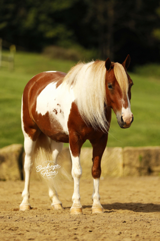 Marco, 5yo Pony gelding, 11.2hh