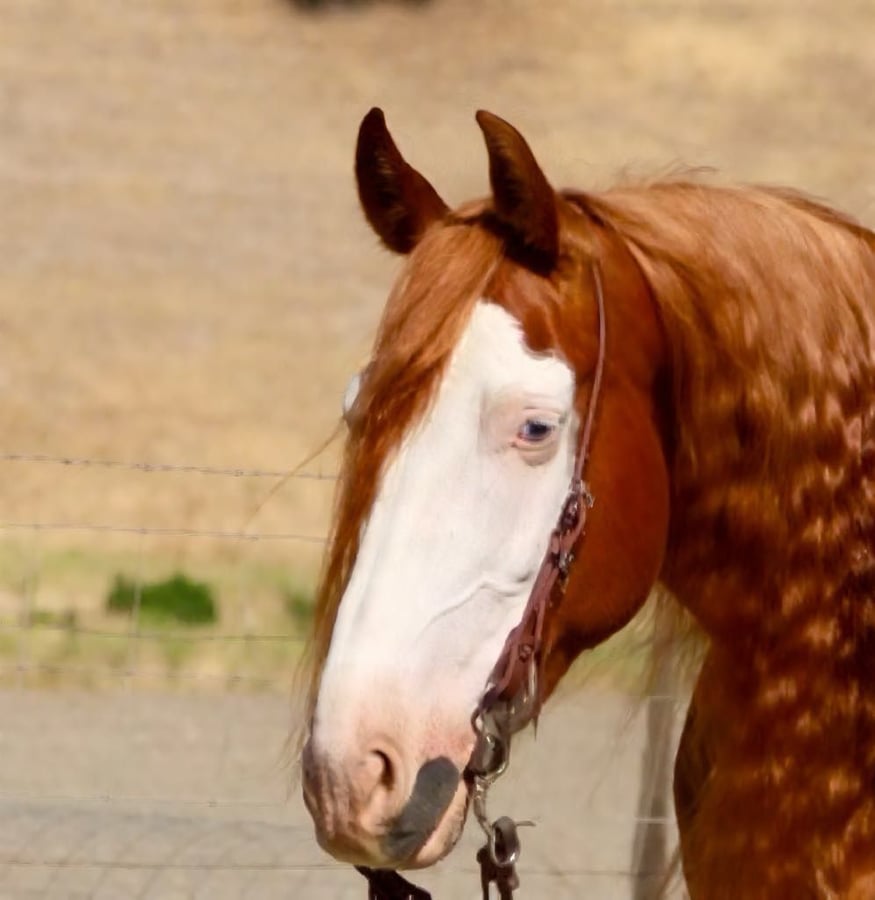 American Quarter Horse, 9yo American Quarter Horse gelding, 15.1hh