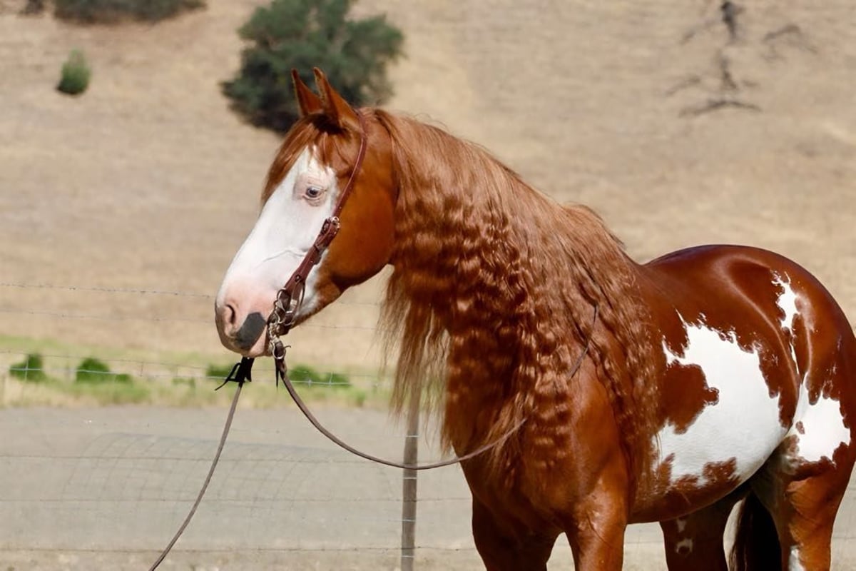 American Quarter Horse, 9yo American Quarter Horse gelding, 15.1hh