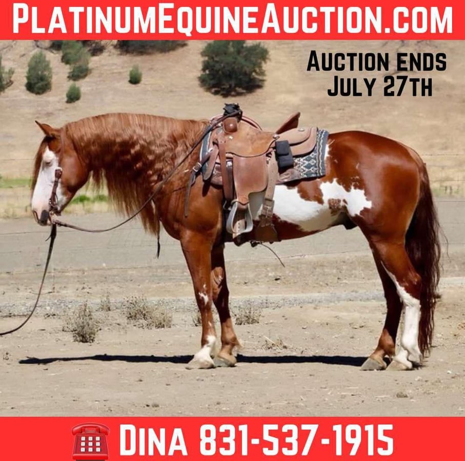 American Quarter Horse, 9yo American Quarter Horse gelding, 15.1hh