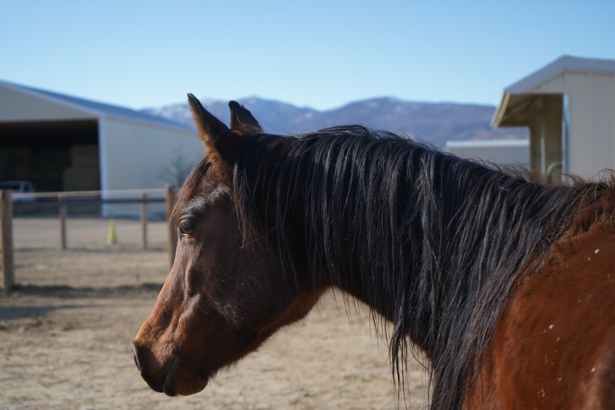 Sparrow, 6yo Arabian mare, 14.2hh