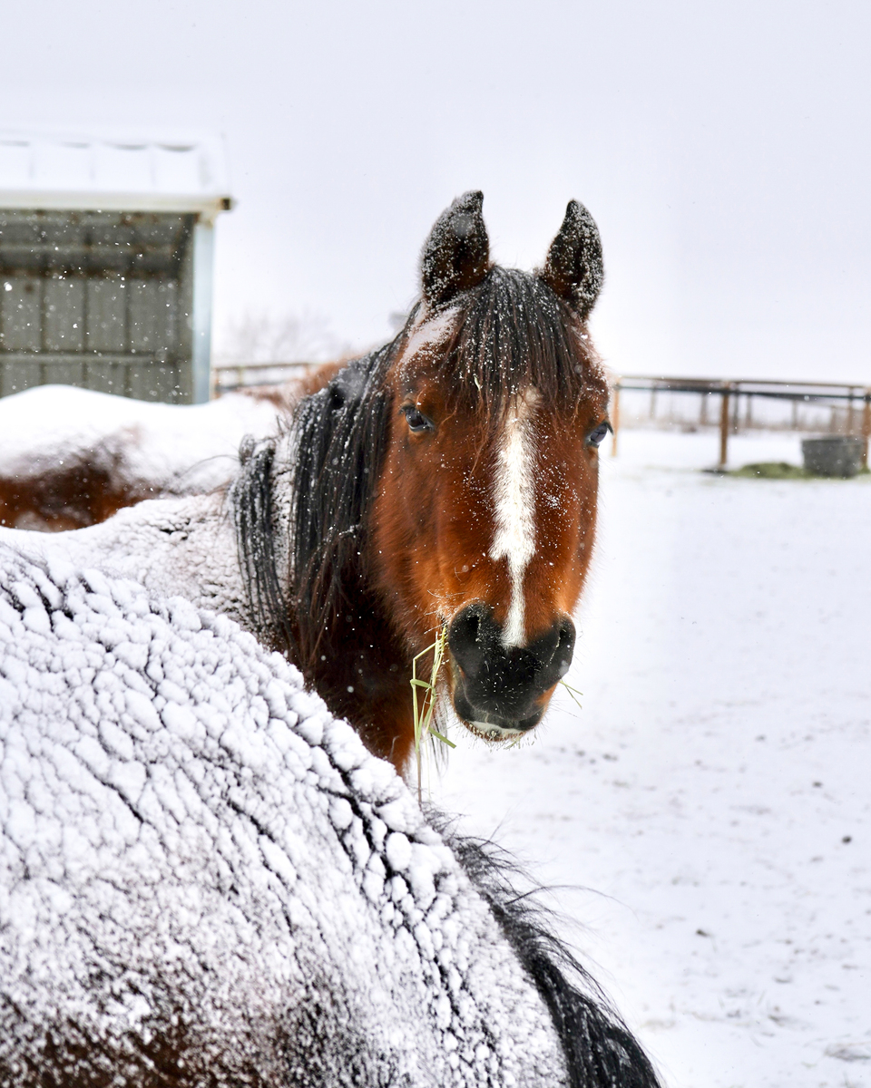 Sparrow, 6yo Arabian mare, 14.2hh