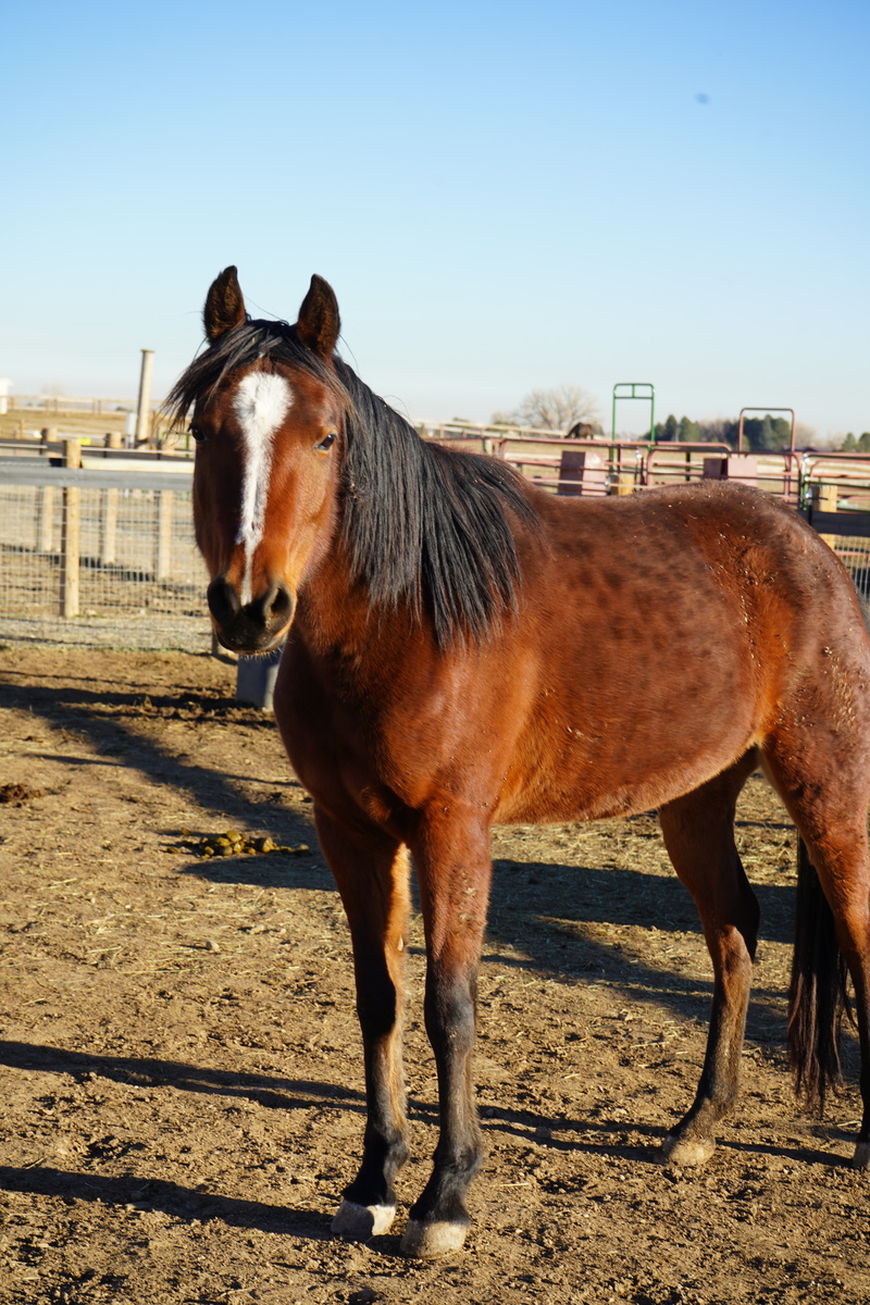 Sparrow, 6yo Arabian mare, 14.2hh