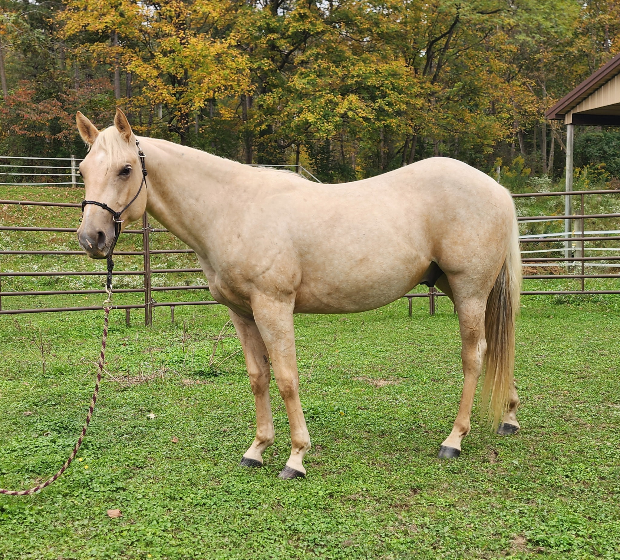 Scooter, 2yo Quarter Horse gelding, 13.1hh