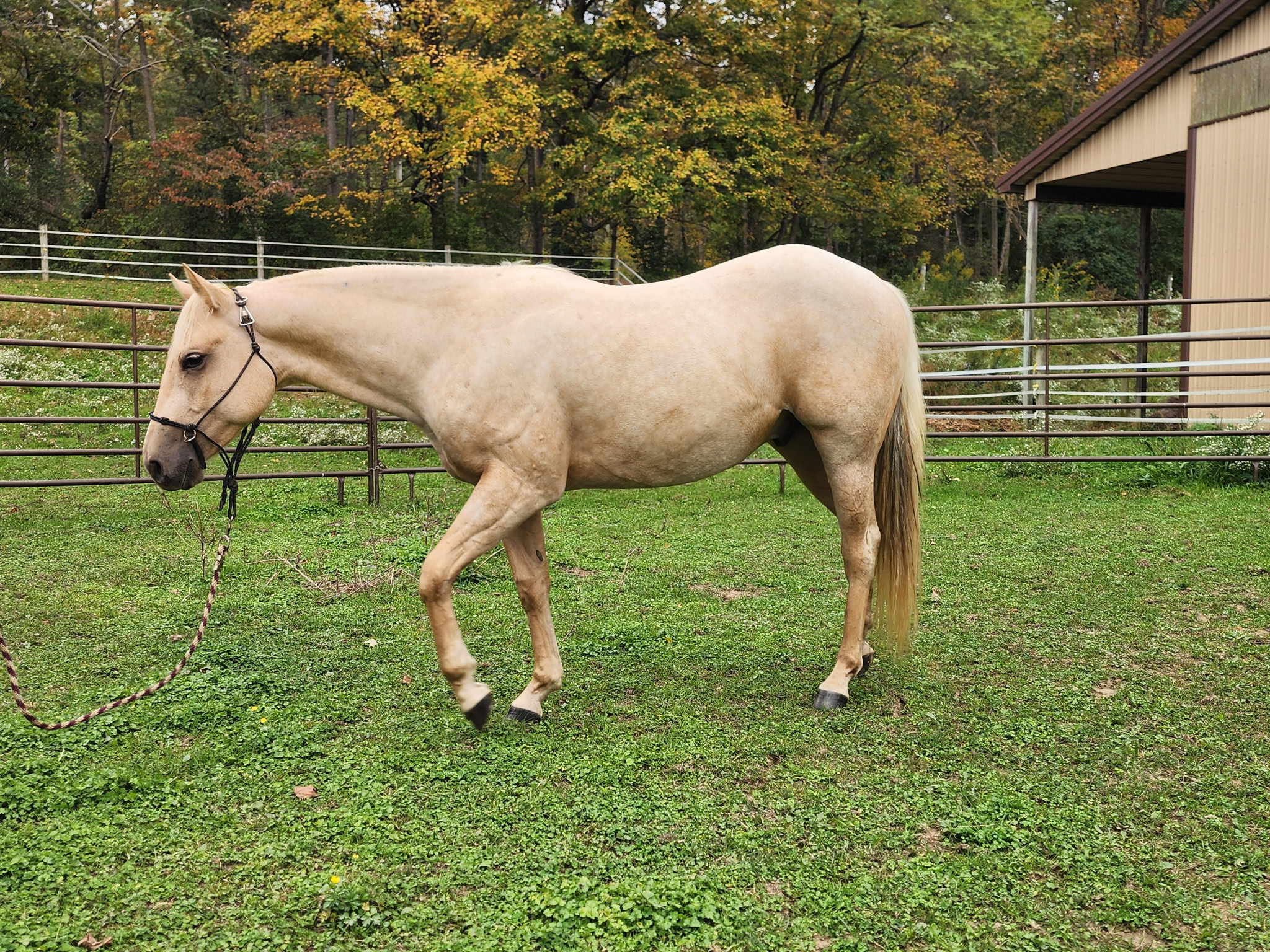 Scooter, 2yo Quarter Horse gelding, 13.1hh
