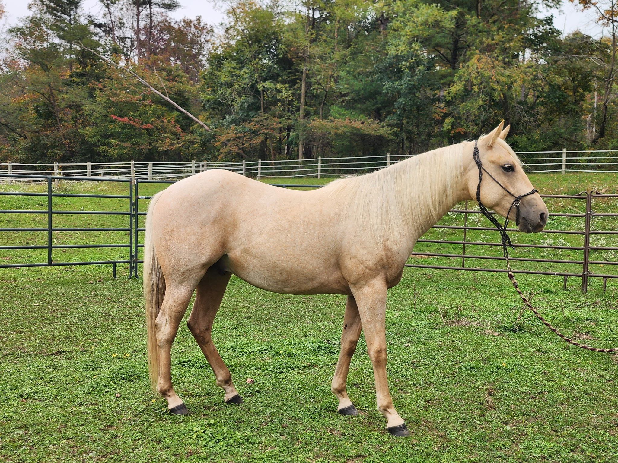 Scooter, 2yo Quarter Horse gelding, 13.1hh