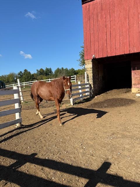 Natty, 12yo American Quarter Horse gelding, 15.0hh