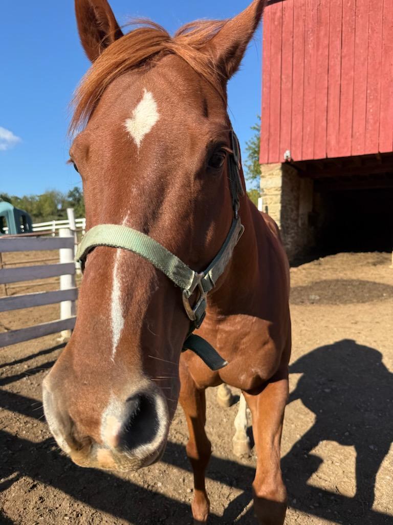 Natty, 12yo American Quarter Horse gelding, 15.0hh