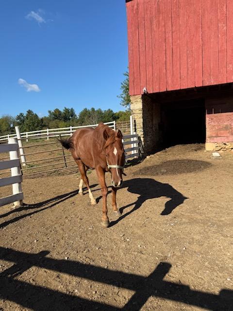 Natty, 12yo American Quarter Horse gelding, 15.0hh