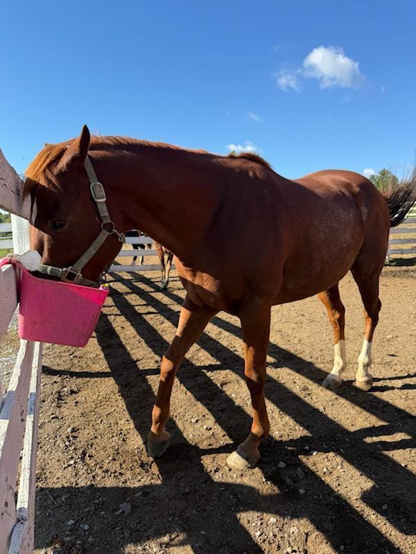 Natty, 12yo American Quarter Horse gelding, 15.0hh