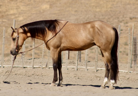 BAZOOKA, 6yo AQHA Quarter Horse gelding, 15.0hh