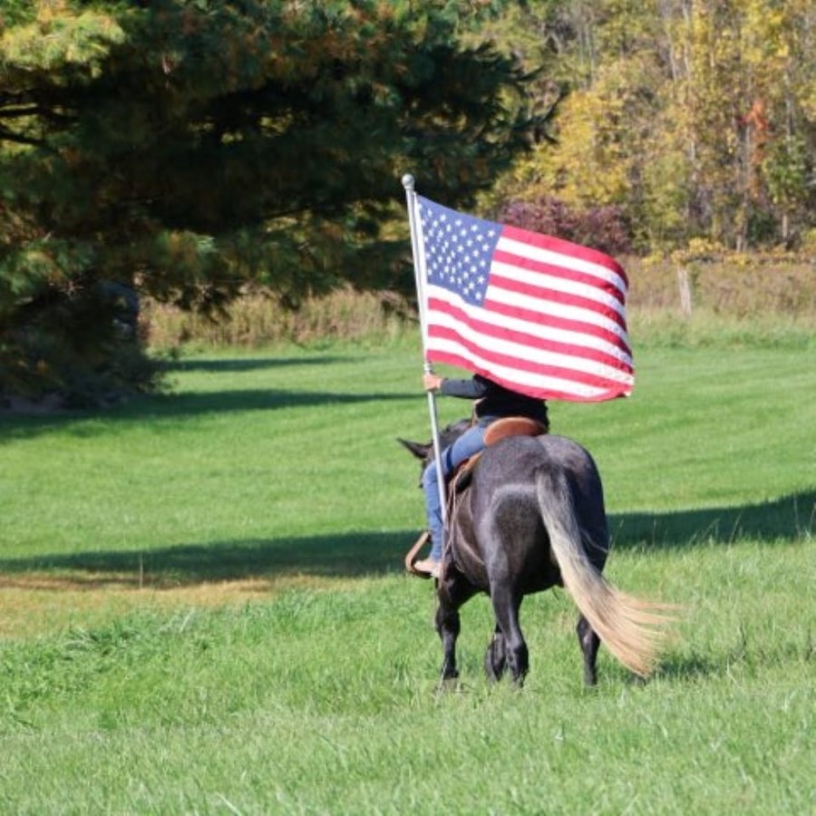 Timmy, 4yo Draft Horse Mix gelding, 16.1hh