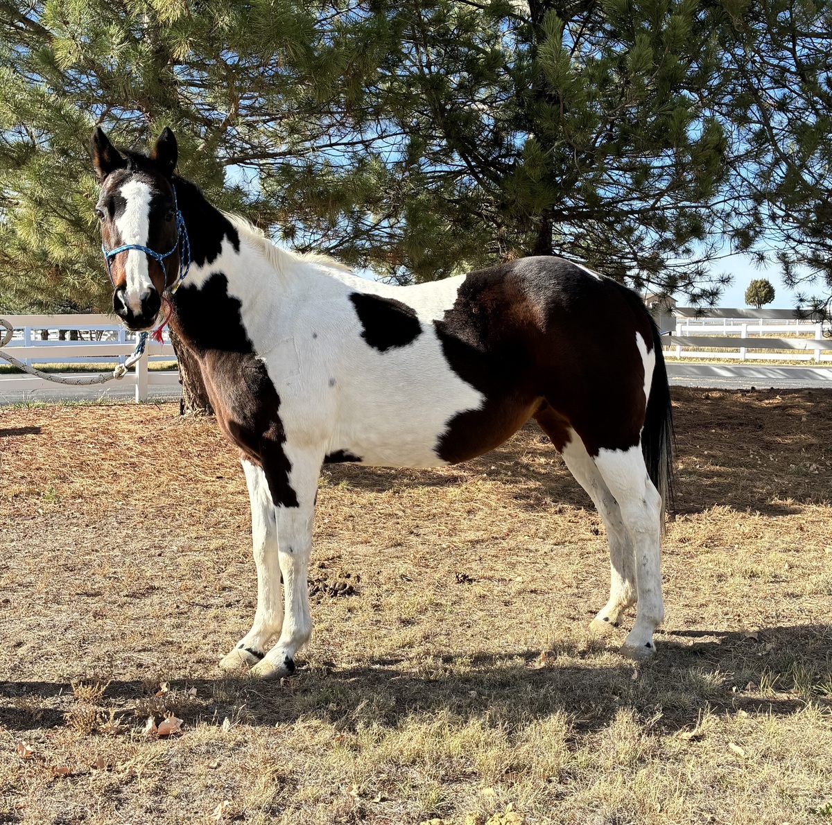 Pepper, 15yo mare, 15.0hh