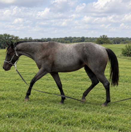 ND FEATHERS OF BLUE (BlueBelle), 2yo AQHA Quarter Horse mare, 15.0hh
