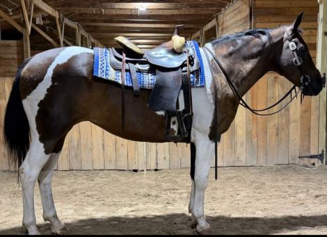 Athena, 11yo APHA Paint mare, 15.2hh