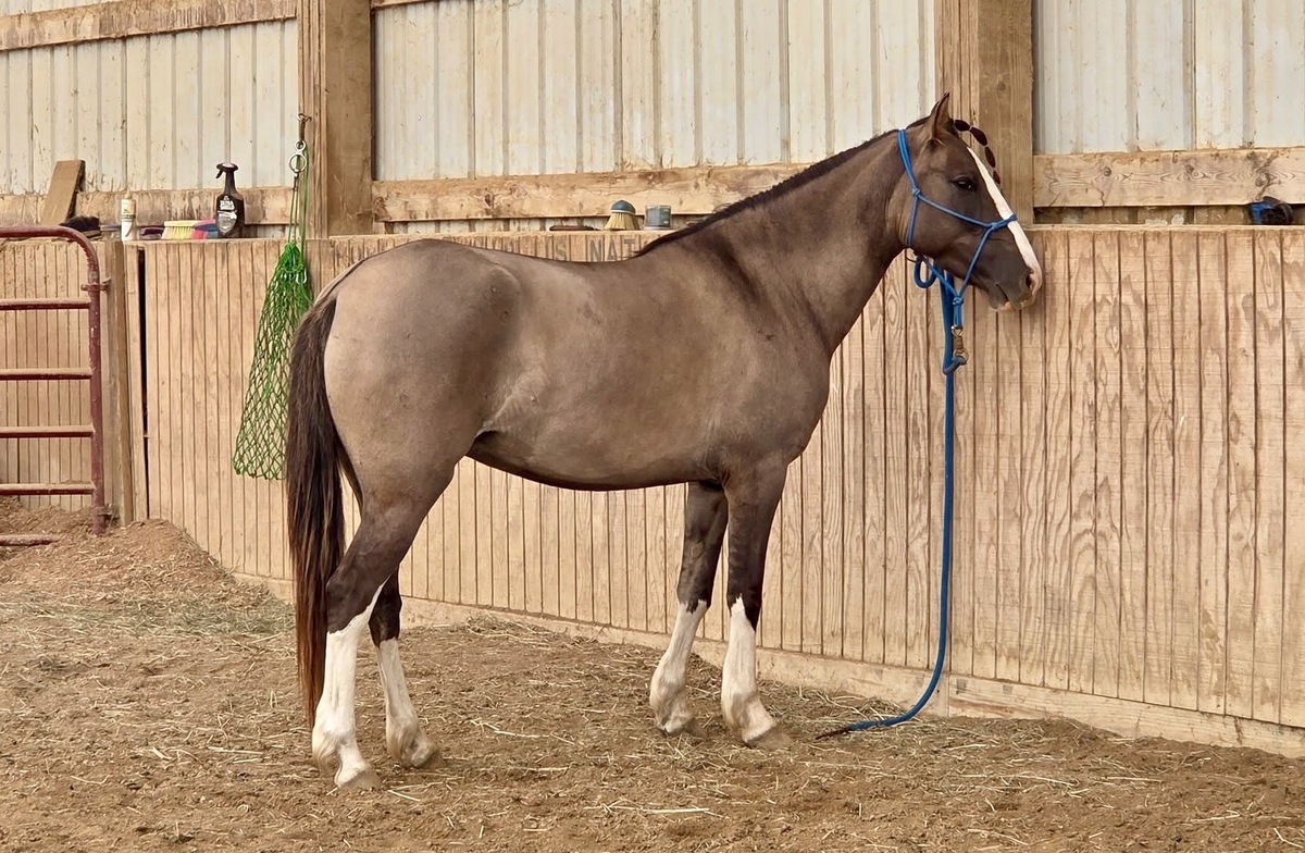Twinkie, 5yo Rocky Mountain Horse mare, 14.0hh