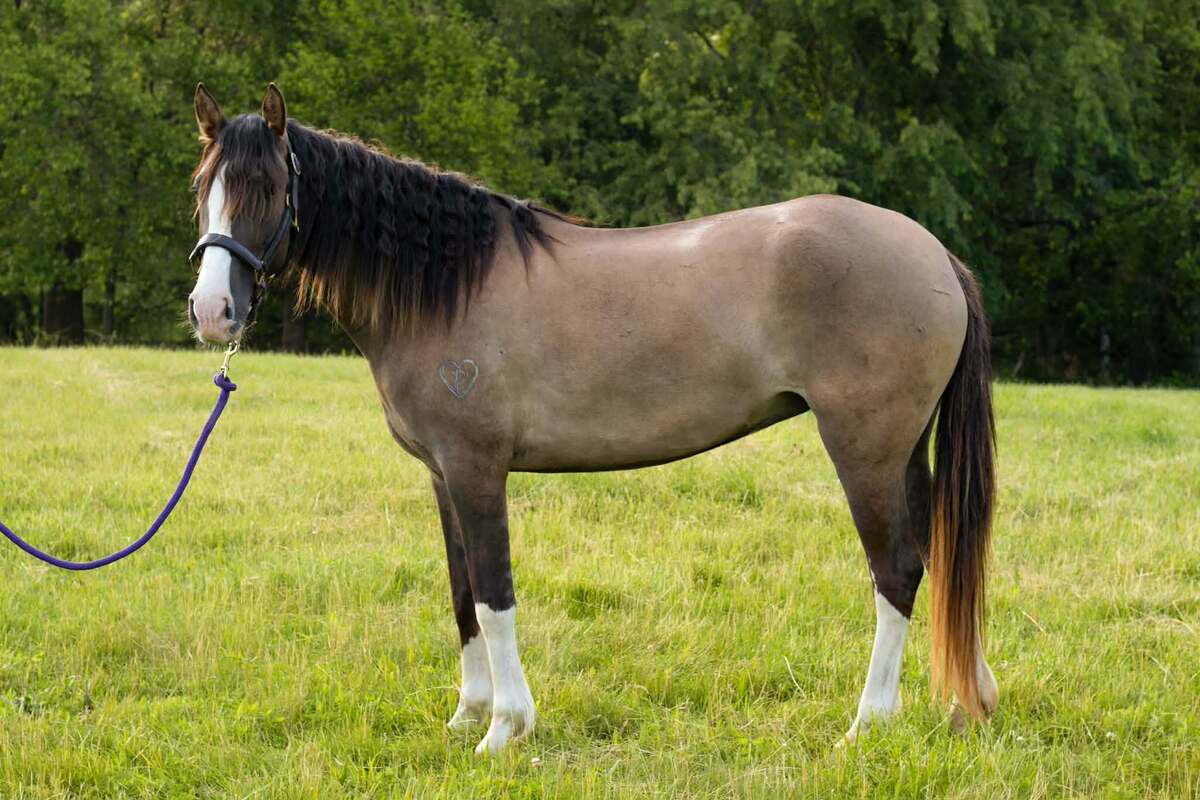 Twinkie, 5yo Rocky Mountain Horse mare, 14.0hh
