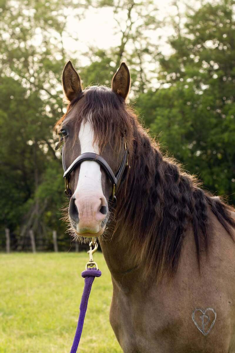 Twinkie, 5yo Rocky Mountain Horse mare, 14.0hh