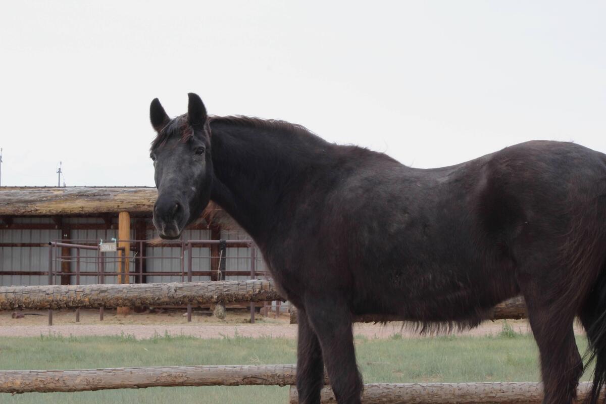 Betty, 30yo Curly Horse/Haflinger/Shetland Pony/Gypsy Horse mare, 13.3hh