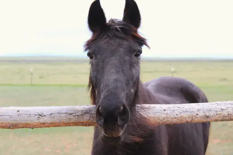 Betty, 30yo Curly Horse/Haflinger/Shetland Pony/Gypsy Horse mare, 13.3hh