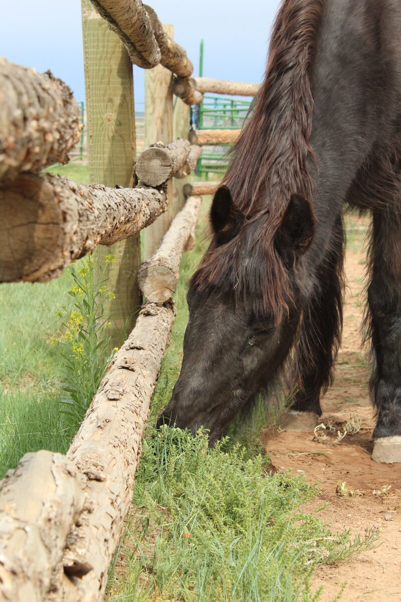 Betty, 30yo Curly Horse/Haflinger/Shetland Pony/Gypsy Horse mare, 13.3hh