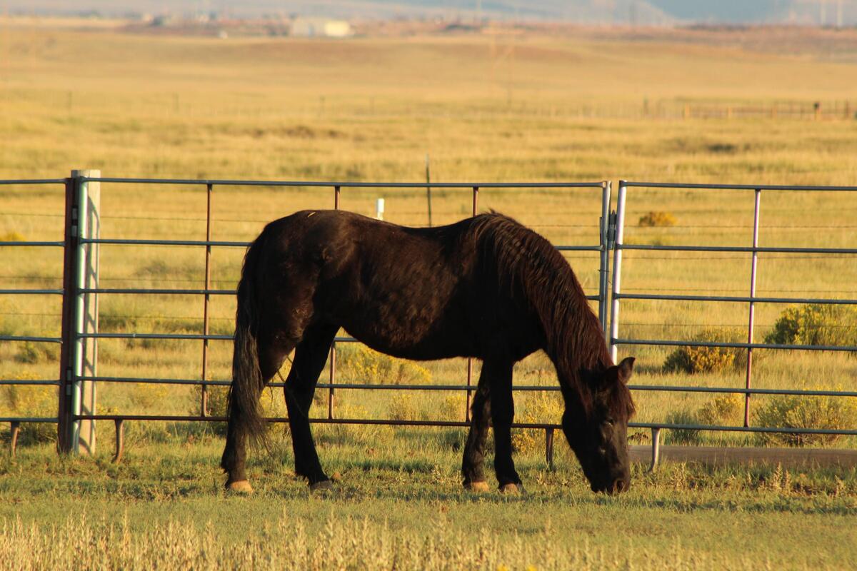 Betty, 30yo Curly Horse/Haflinger/Shetland Pony/Gypsy Horse mare, 13.3hh