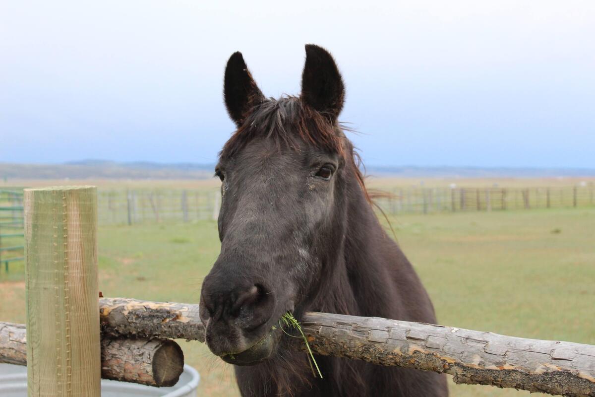 Betty, 30yo Curly Horse/Haflinger/Shetland Pony/Gypsy Horse mare, 13.3hh