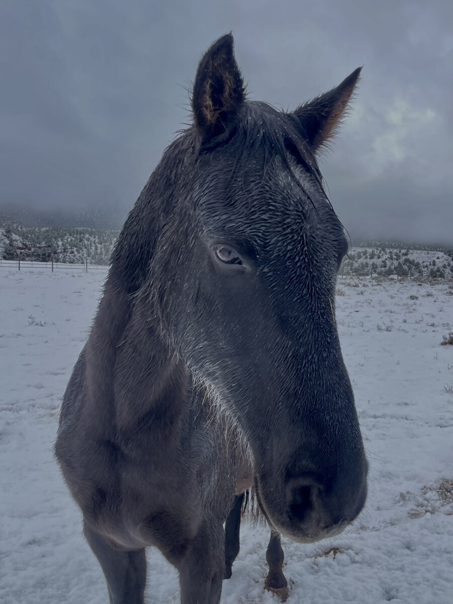 Golie, 16yo Tennessee Walking Horse gelding, 15.0hh