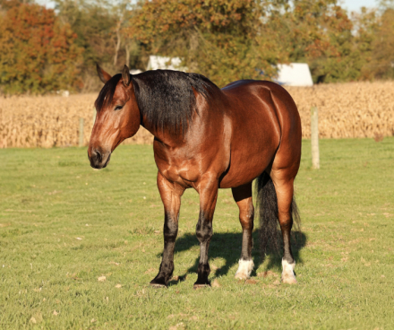 Sonic, 6yo AQHA Quarter Horse gelding, 15.1hh
