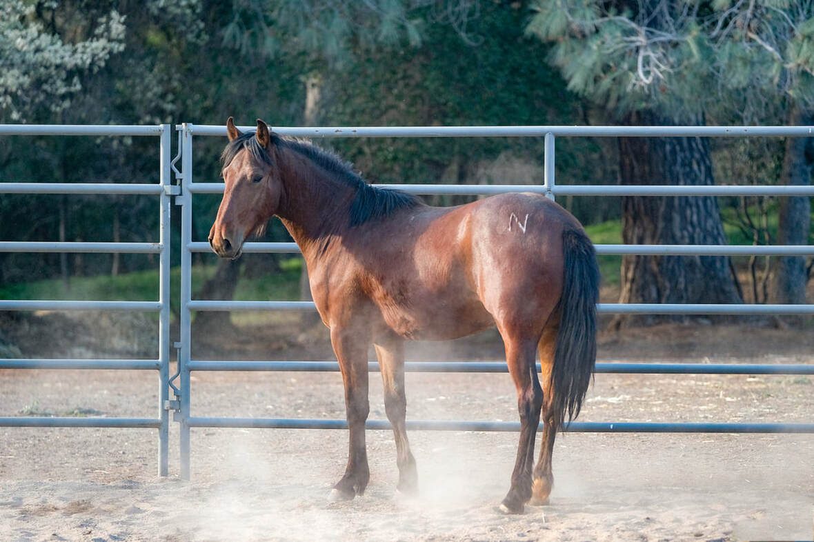 Jackson, Mustang gelding, 15.0hh