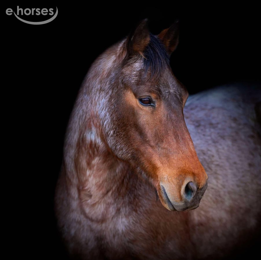 American Quarter Horse, 13yo American Quarter Horse gelding
