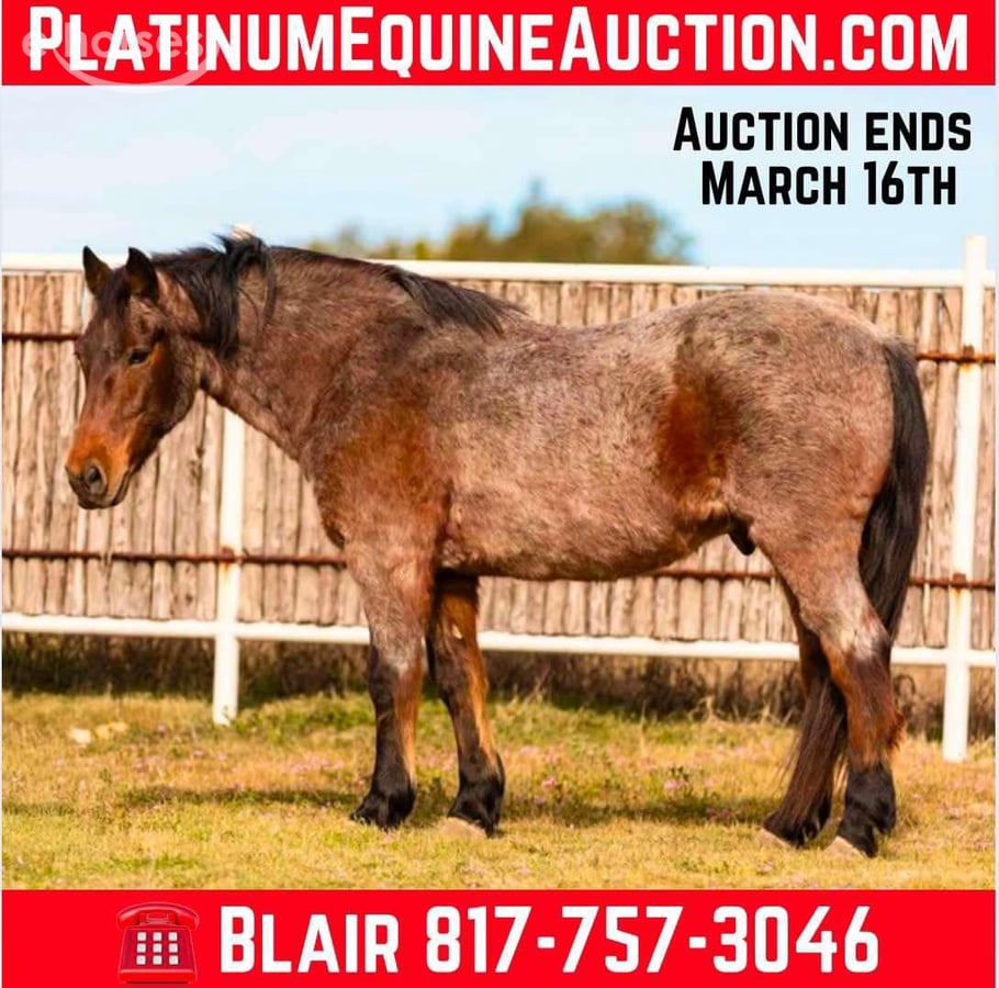 American Quarter Horse, 13yo American Quarter Horse gelding