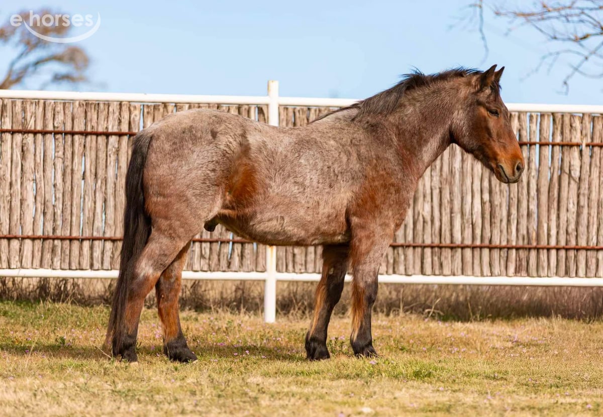 American Quarter Horse, 13yo American Quarter Horse gelding
