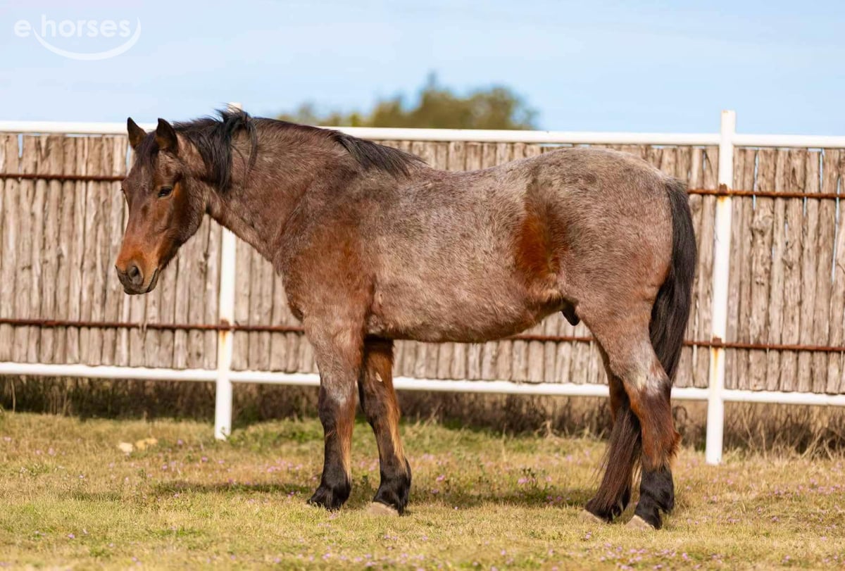 American Quarter Horse, 13yo American Quarter Horse gelding