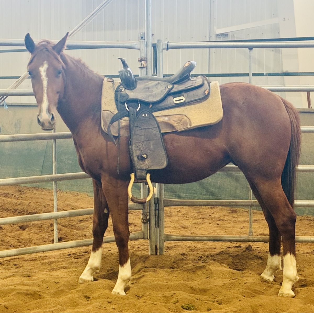 Mack, 2yo gelding, 13.3hh