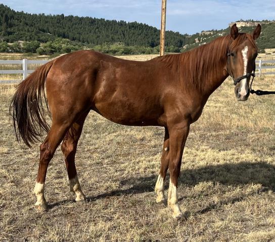 Mack, 2yo gelding, 13.3hh