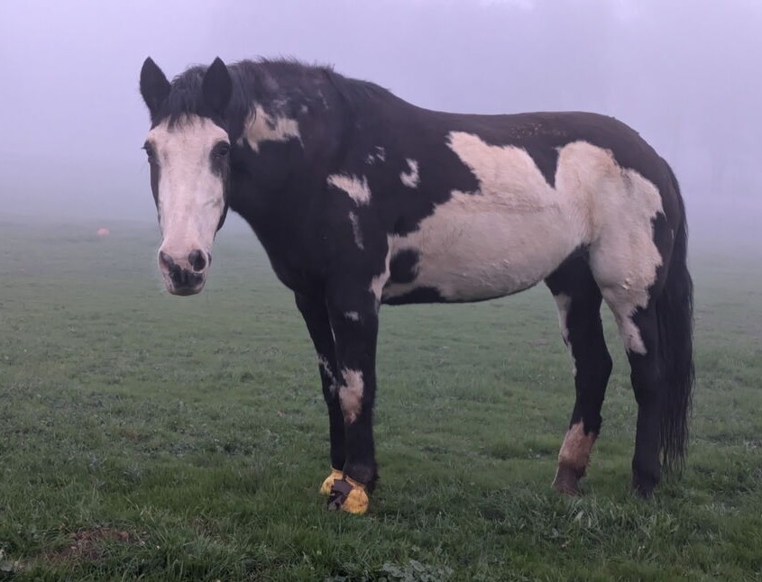 Lacey, Mustang mare, 15.0hh