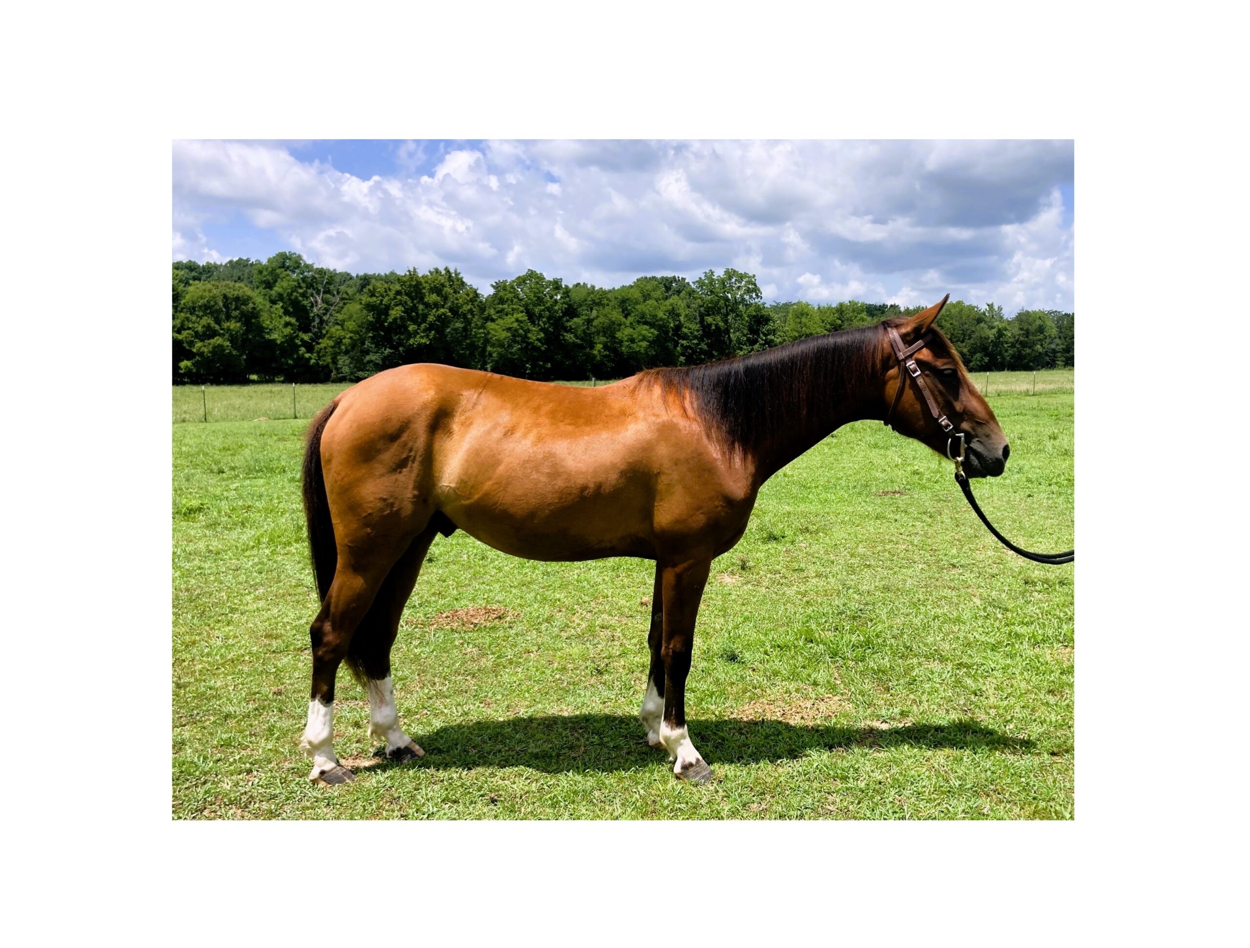 Lacey, Mustang mare, 15.0hh