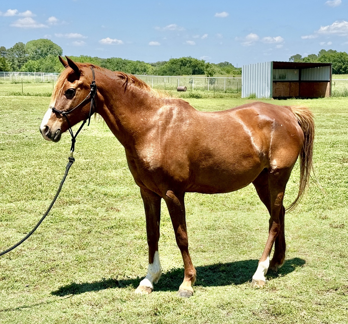 Haven, 17yo American Paint Horse mare, 14.1hh