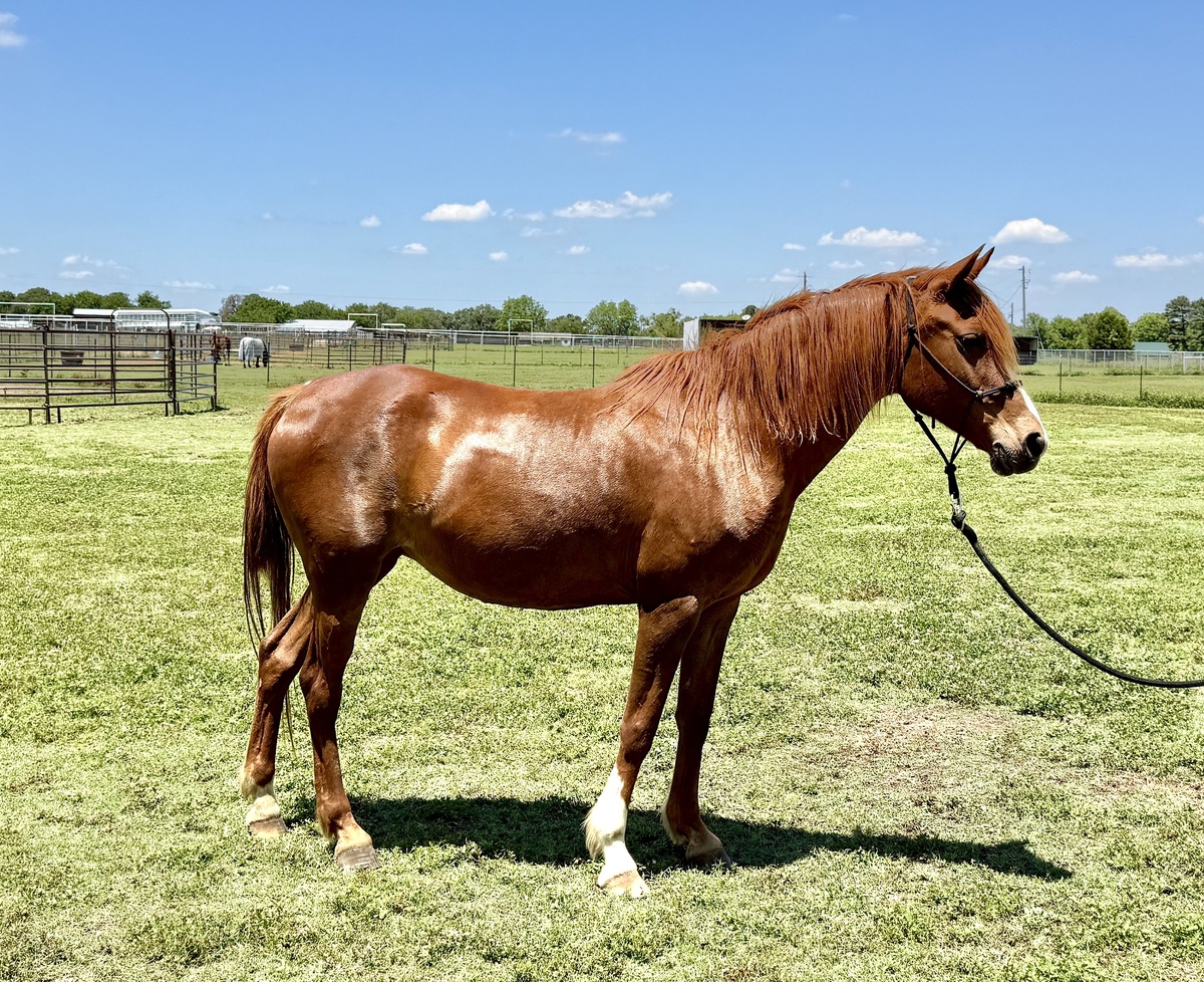 Haven, 17yo American Paint Horse mare, 14.1hh
