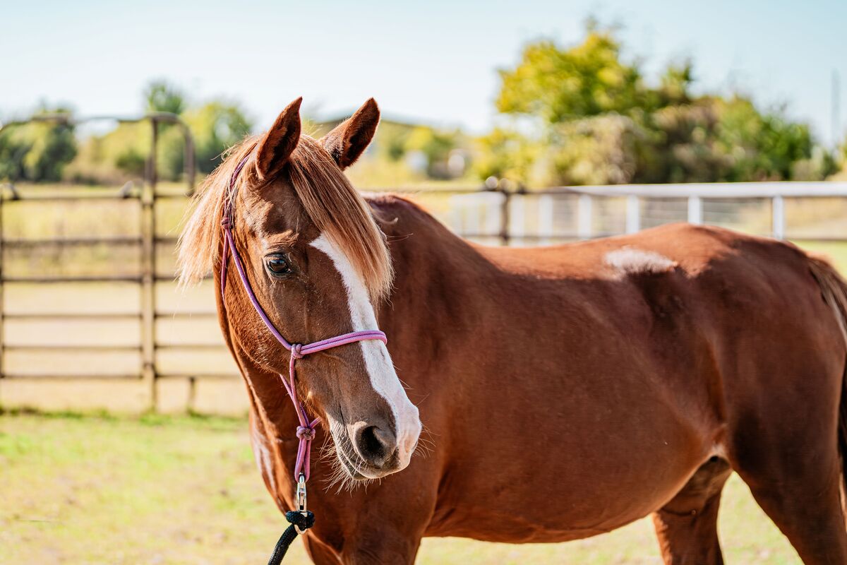 Haven, 17yo American Paint Horse mare, 14.1hh