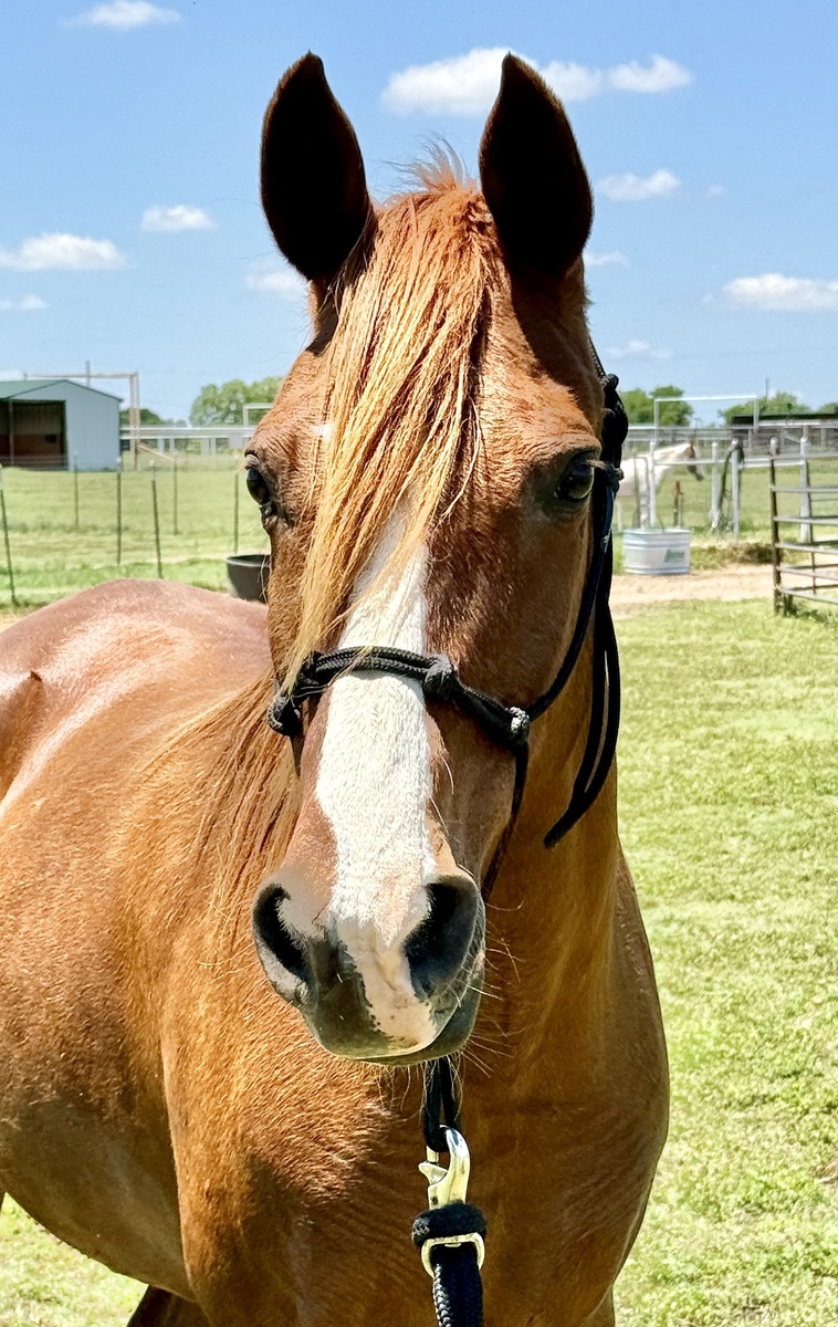Haven, 17yo American Paint Horse mare, 14.1hh